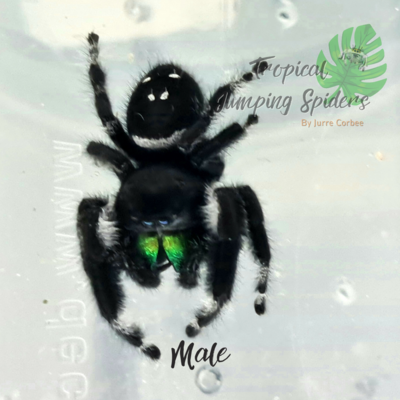 Phidippus Regius Guadeloupe