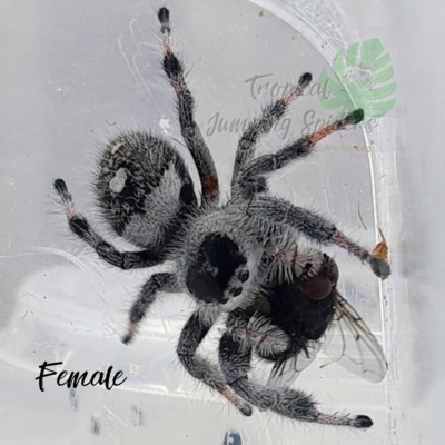 Phidippus Regius Rastafari