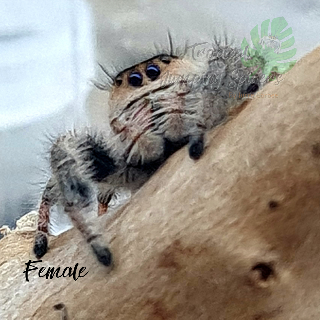 Phidippus Regius Rastafari