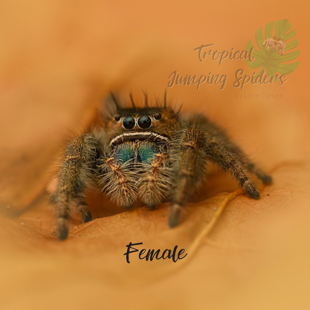 Phidippus sp. Ometepe