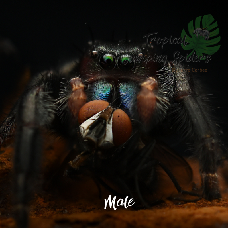 Phidippus sp. Ometepe