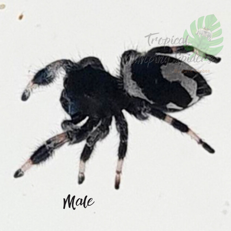 Phidippus sp. Audax Bryantae