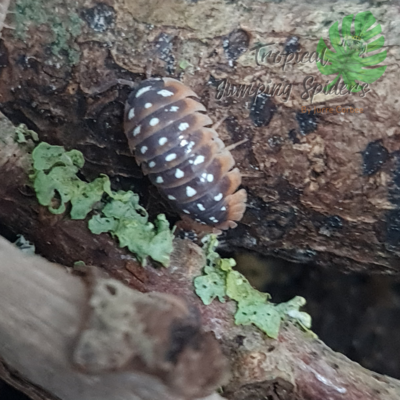 Armadillidium Klugii &#39;Split&#39;