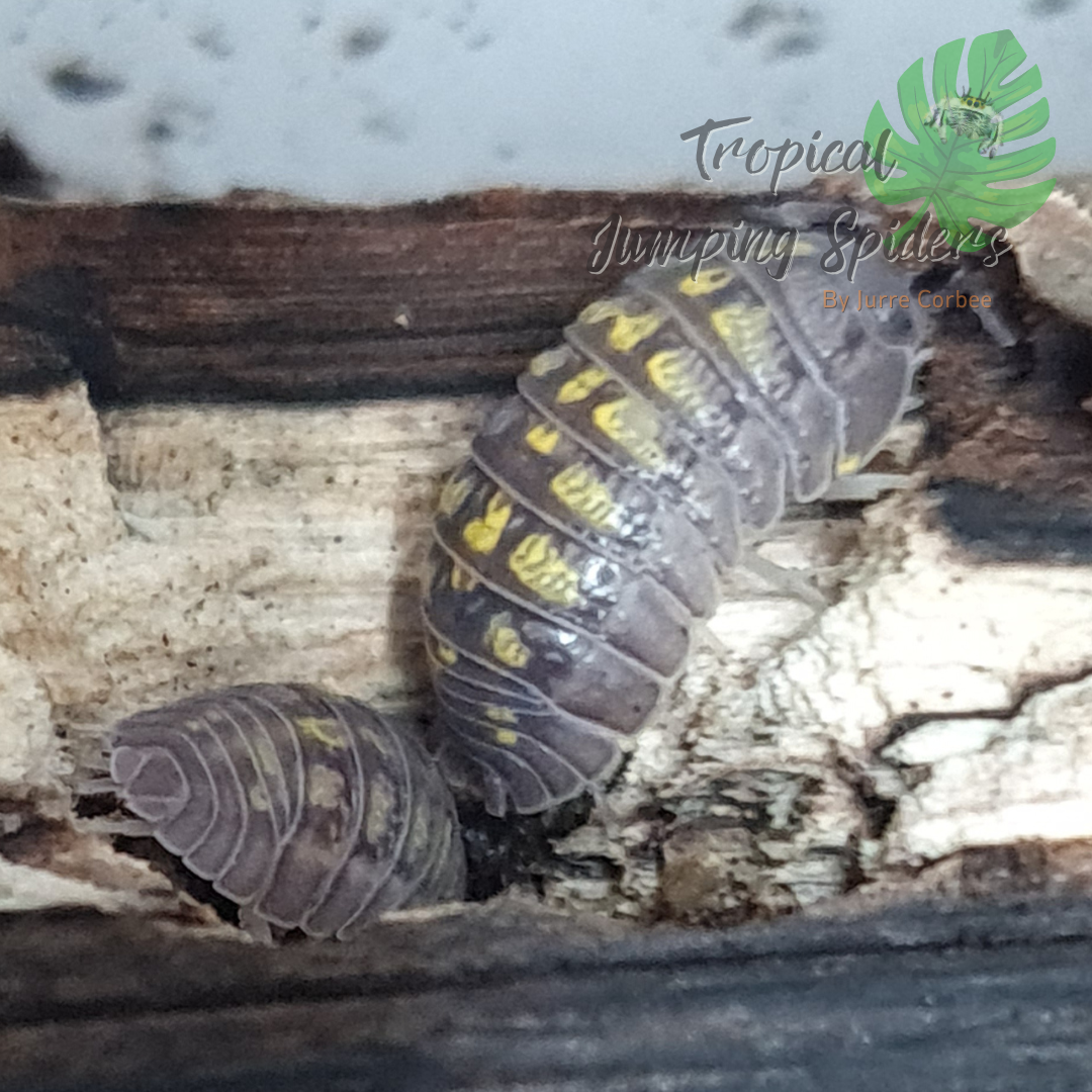 Armadillidium Granulatum &#39;Lemon&#39;