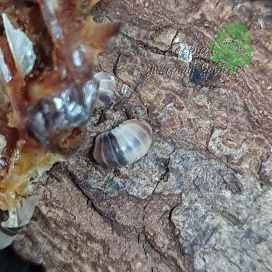 Cubaris sp &#39;White Shark&#39;