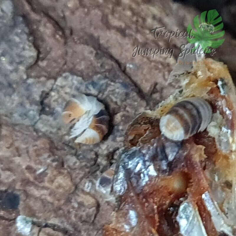 Cubaris sp 'White Shark'