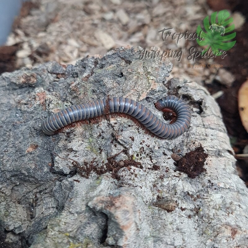 Tonkinbolus sp Thailand