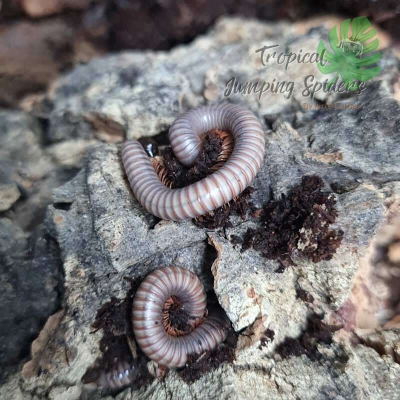 Tonkinbolus Caudulanus