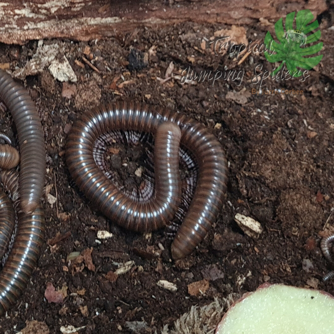 Telodeinopus aoutti