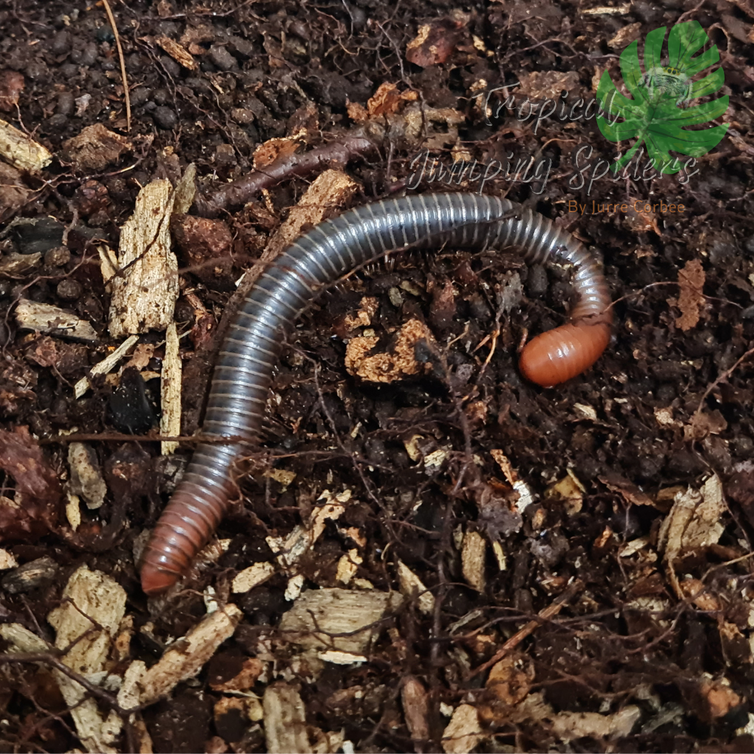 Spirostreptus Servatius