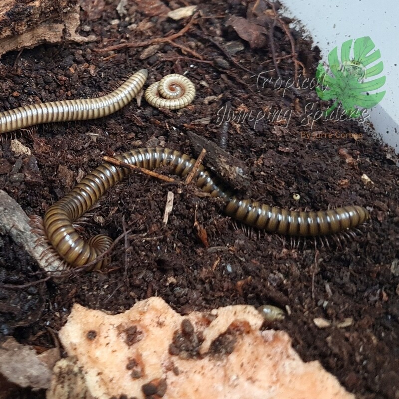 Spirostreptus  Gregorius