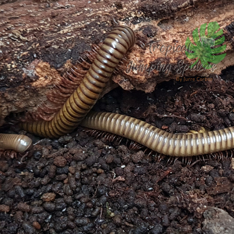 Spirostreptus Gregorius