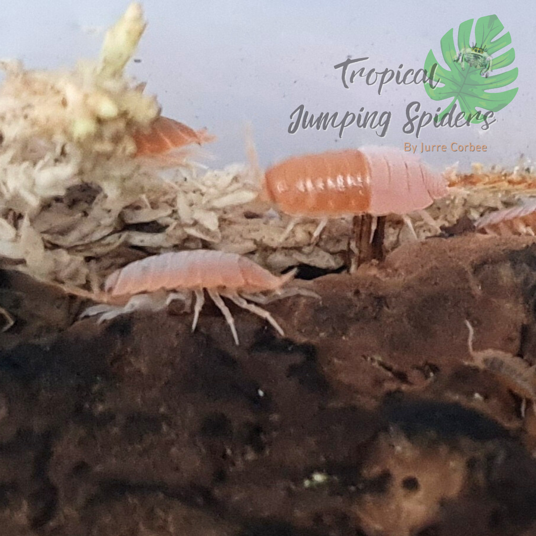 Porcellionides Pruinosus &#39;Powder orange&#39;