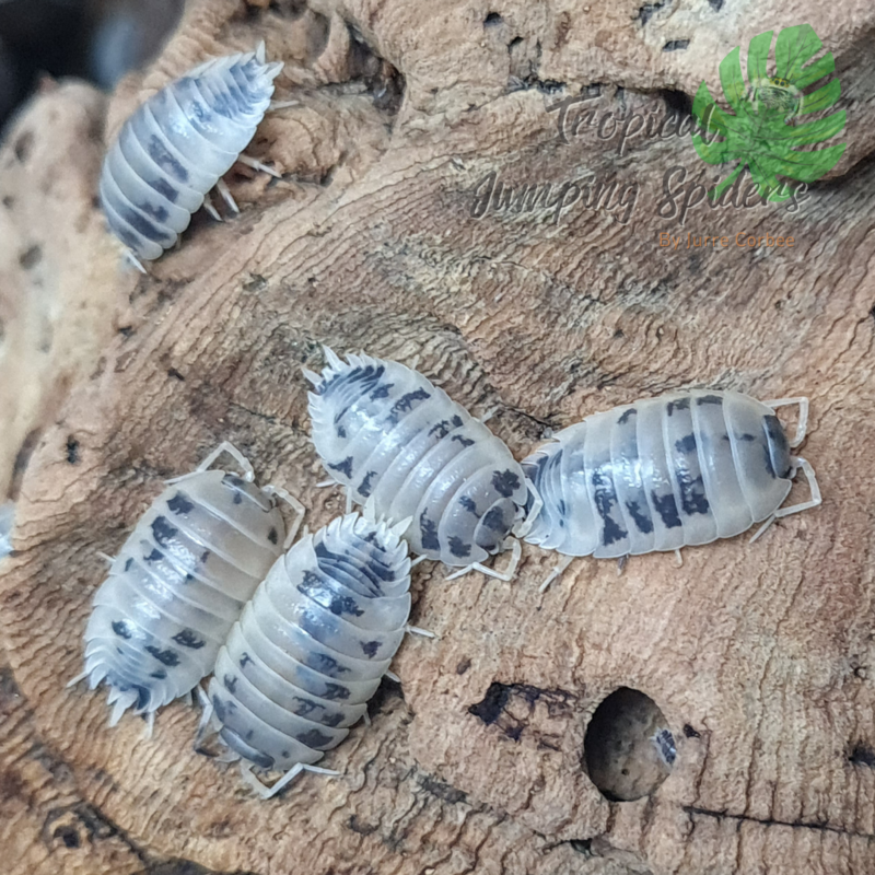 Porcellio Laevis &#39;Dairy Cow&#39;