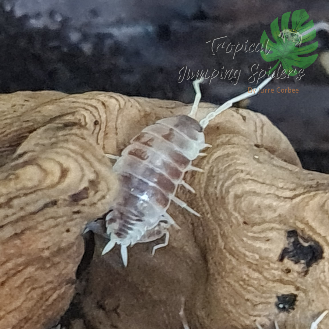 Porcellionides Pruinosus &#39;Orange Dalmatian&#39;