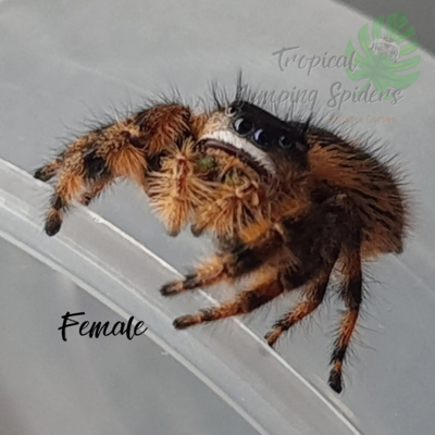 Phidippus sp. Otiosus