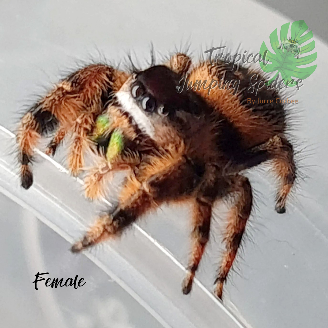 Phidippus sp. Otiosus