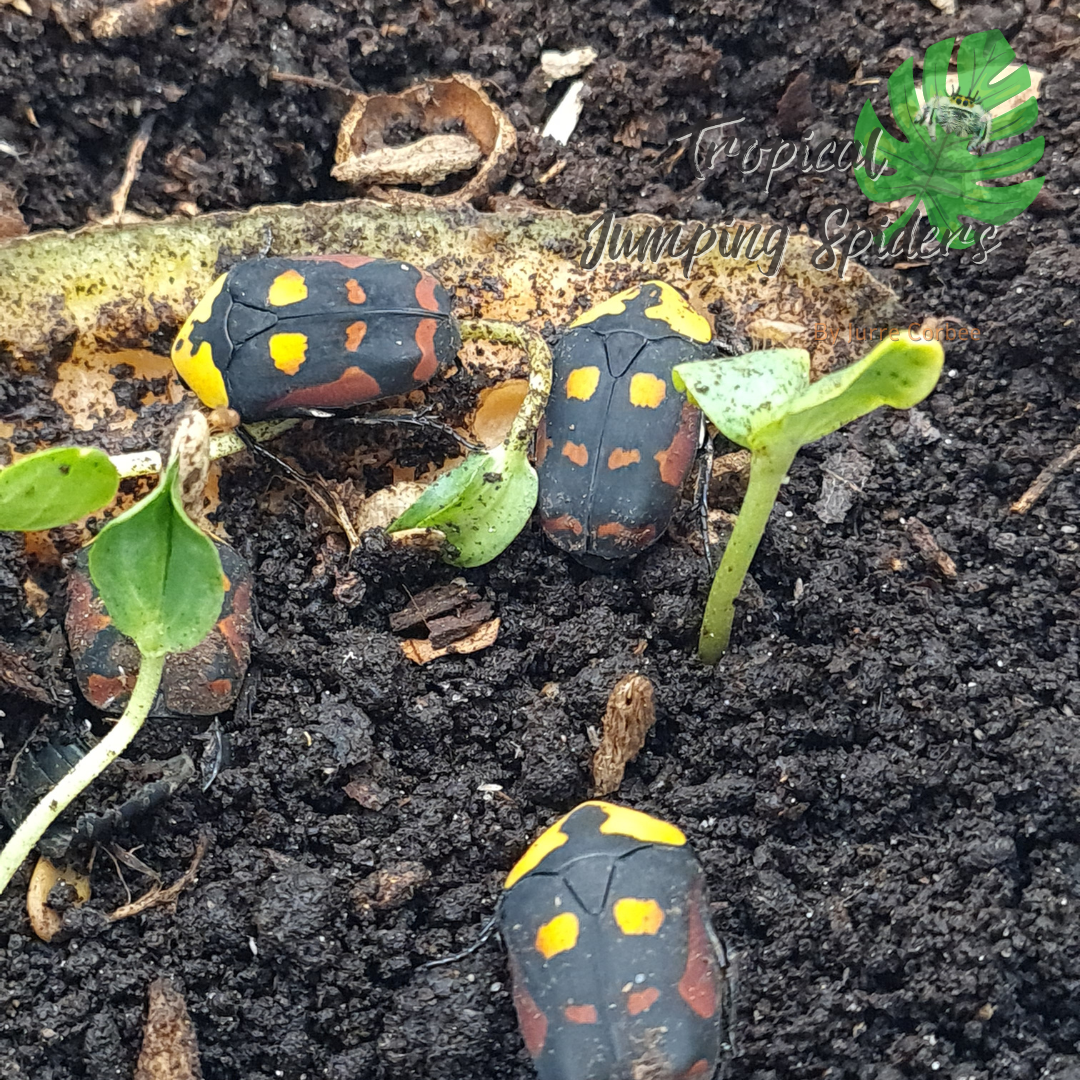 Pachnoda Iskuulka Larvae