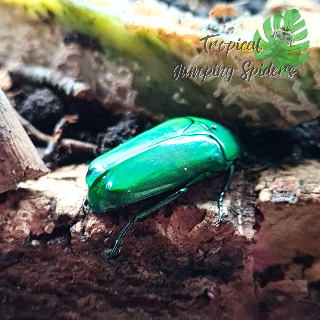 Chlorocala Africana Africana larvae