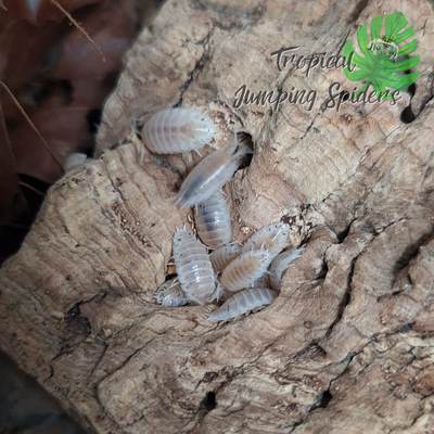 Porcellio Laevis &#39;White Caramel&#39;