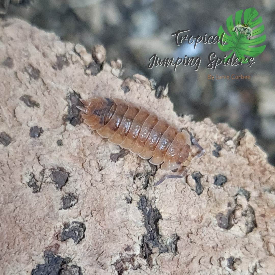 Porcellio Scaber &#39;Lava&#39;