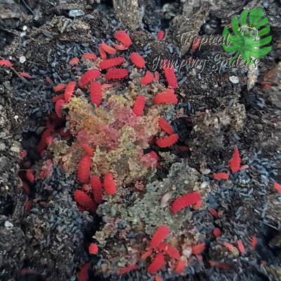 Large Thai Red (Lobella sp) Springtails / springstaarten