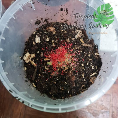 Large Thai Red (Lobella sp) Springtails / springstaarten