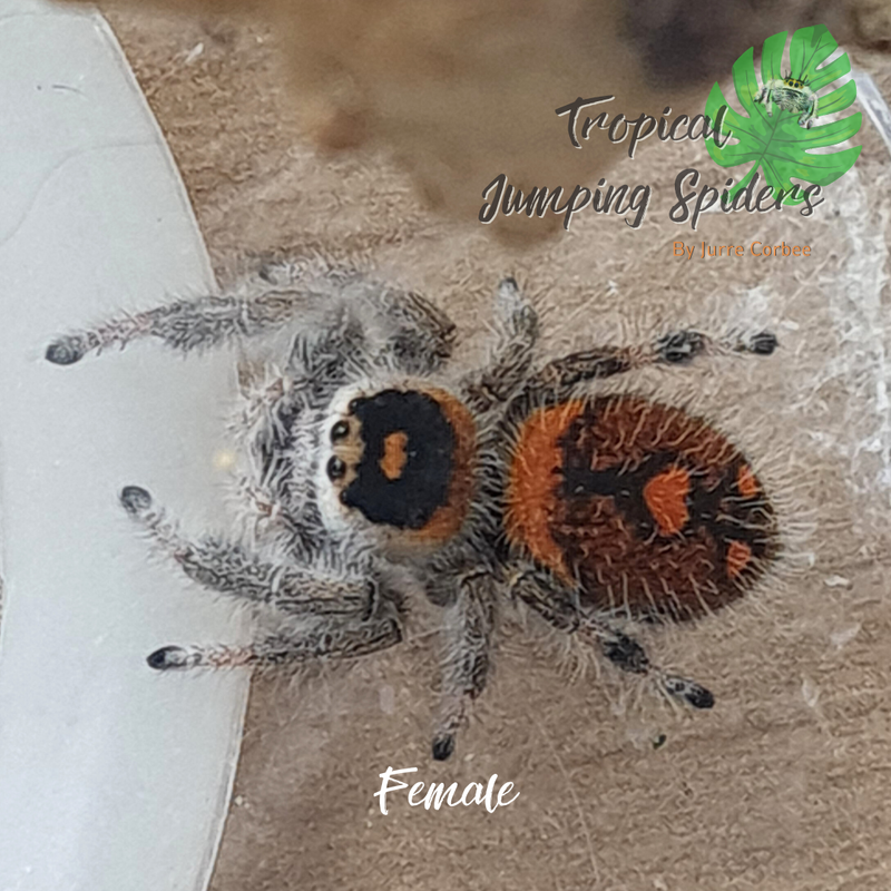Phidippus Regius Soroa