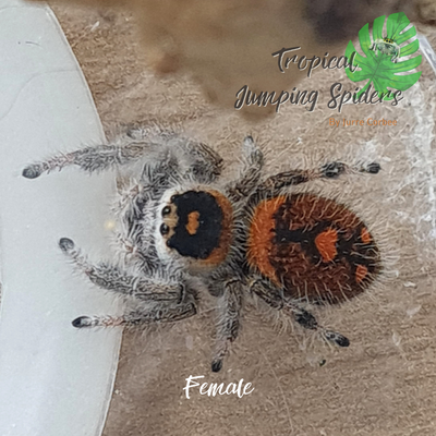 Phidippus Regius Soroa