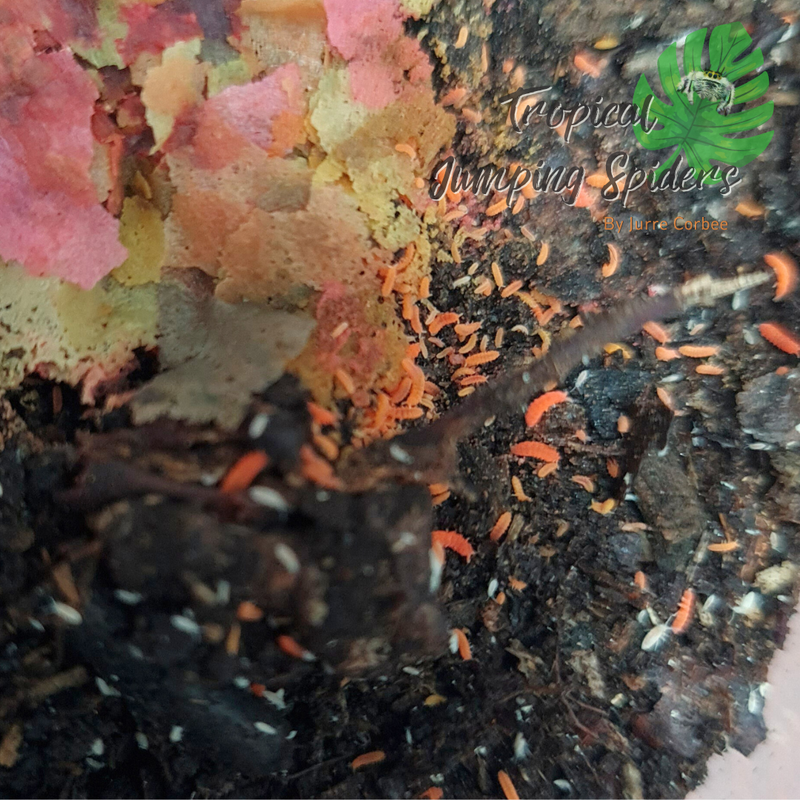 Oranje Springstaarten/Yuukianura aphoruroides