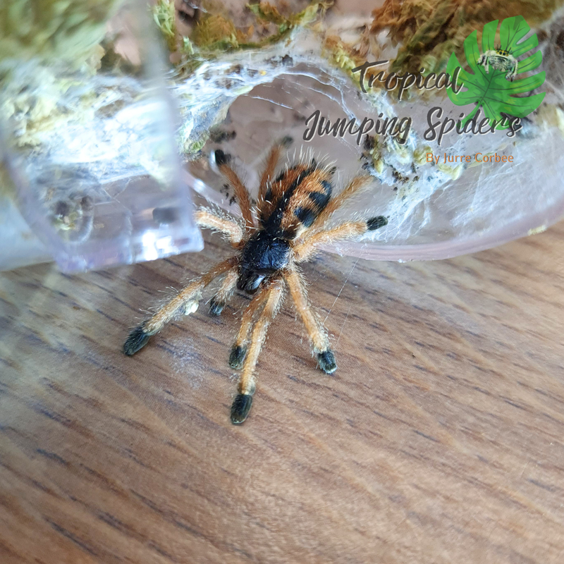 Avicularia Metallica Guyana