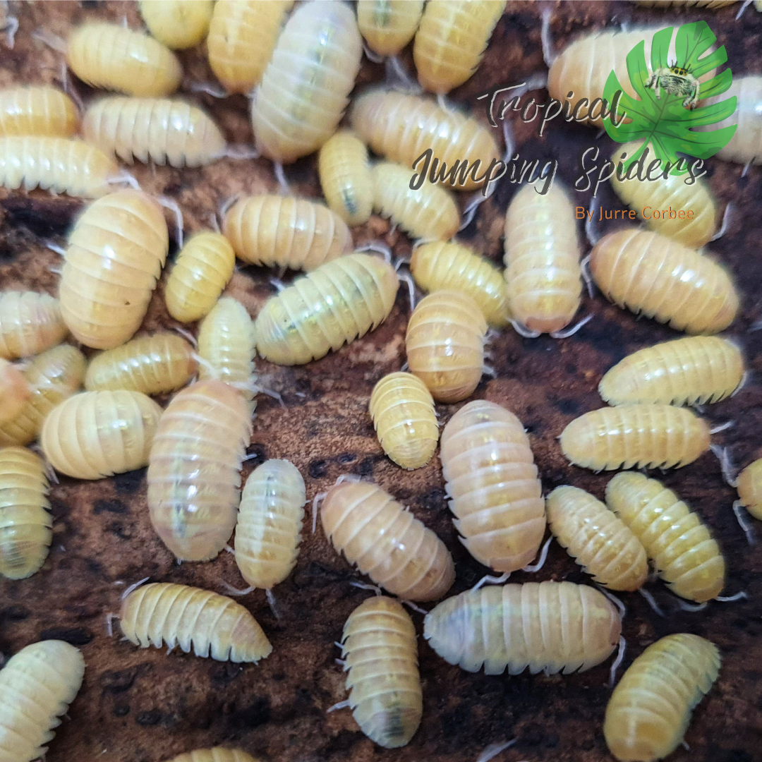 Armadillidium vulgare &#39;albino T +