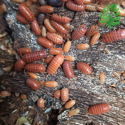 Armadillidium vulgare &#39;Orange Vigor&#39;