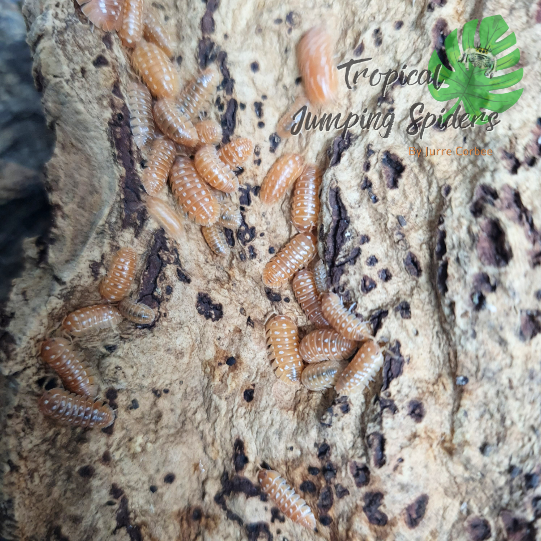 Armadillidium werneri &#39;orange&#39;