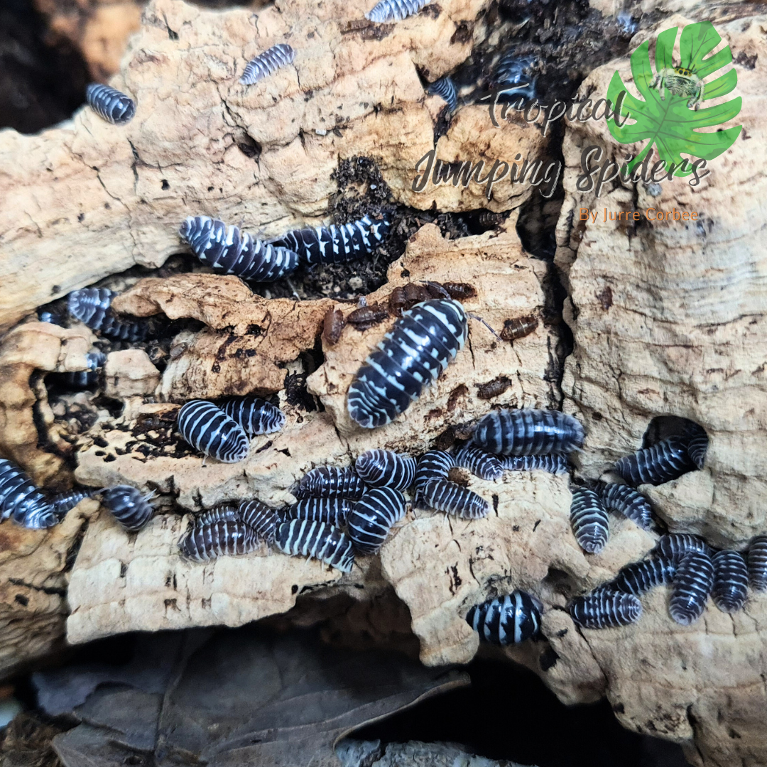 Armadillidium Maculatum &#39;Zebra&#39;