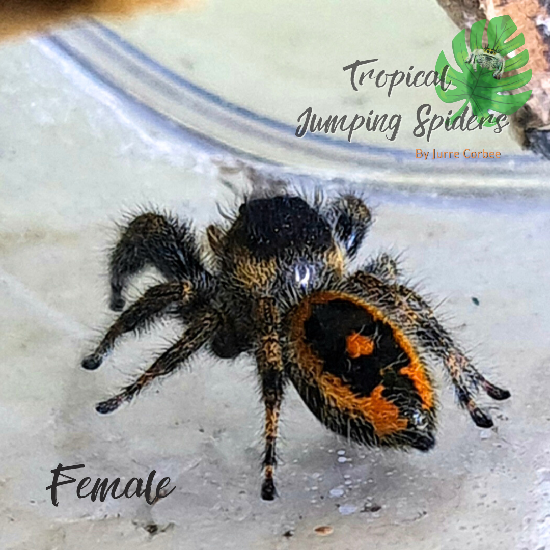 Phidippus sp. Audax Bryantae