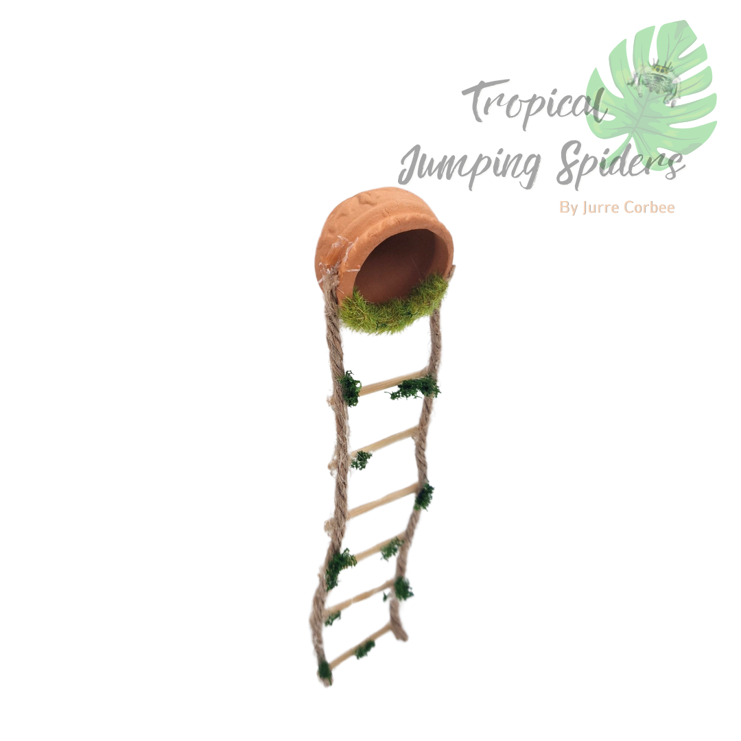 Springspinnen holletje met ladder