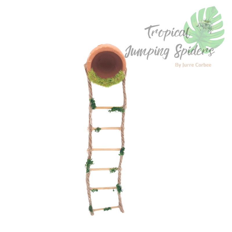 Springspinnen holletje met ladder