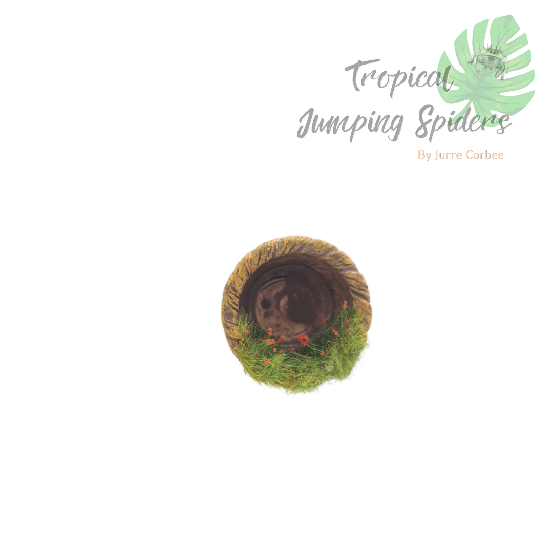 Springspinnen Nestje Mandje