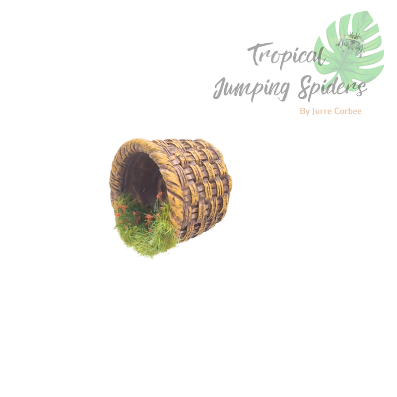 Springspinnen Nestje Mandje