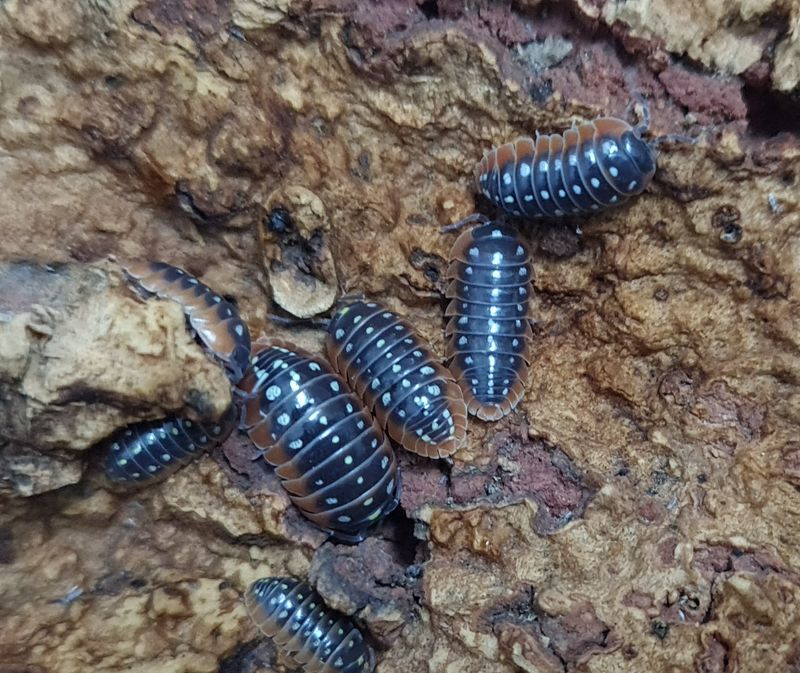 Armadillidium klugii &#39;Montenegro&#39;