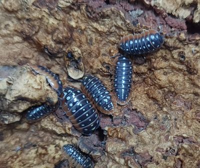 Armadillidium klugii &#39;Montenegro&#39;