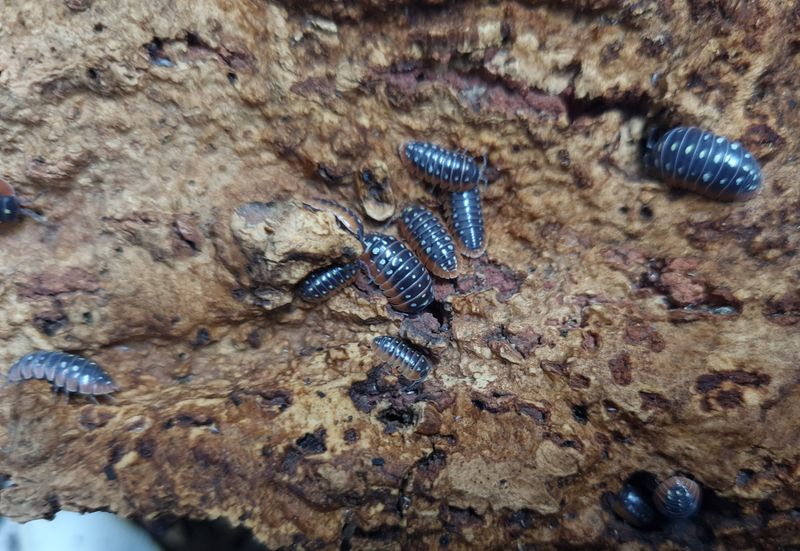 Armadillidium klugii 'Montenegro'