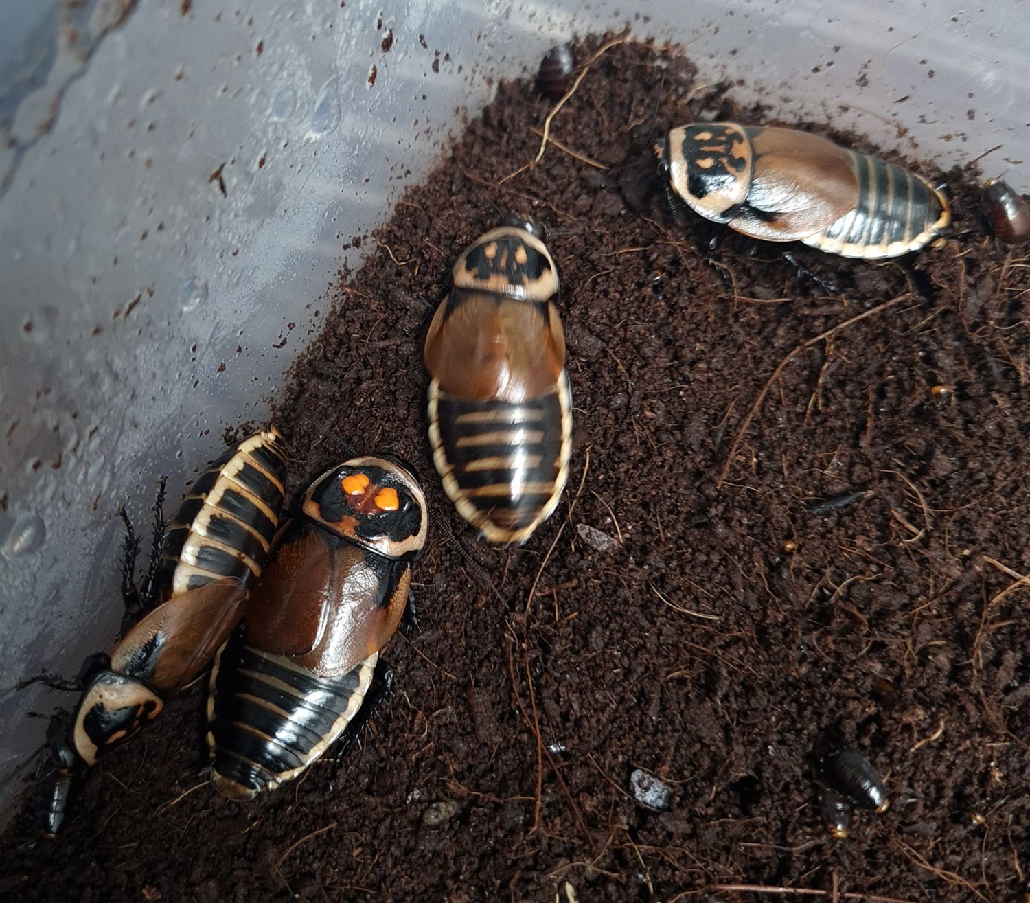 Lucihormetica verrucosa/ Glowspot roaches
