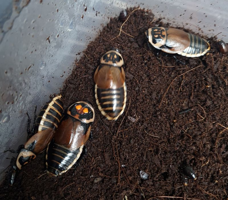 Lucihormetica verrucosa/ Glowspot roaches