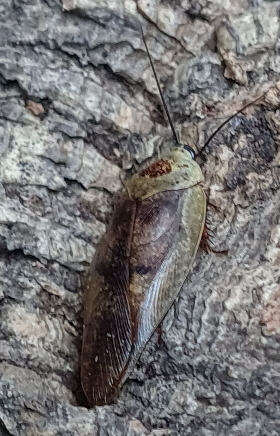 Gyna Lurida