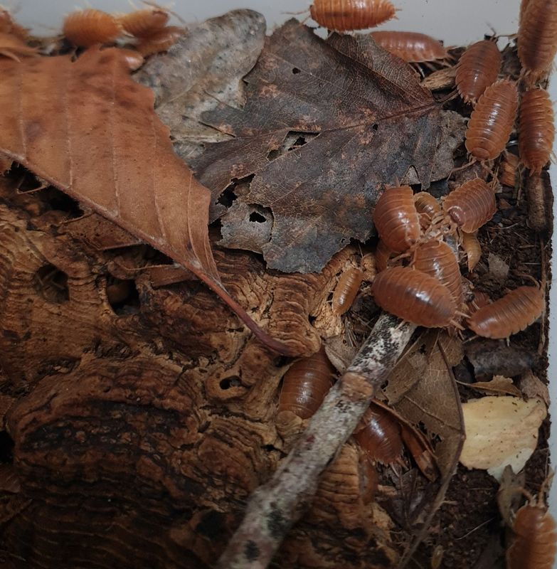 Porcellio laevis &#39;Orange&#39;