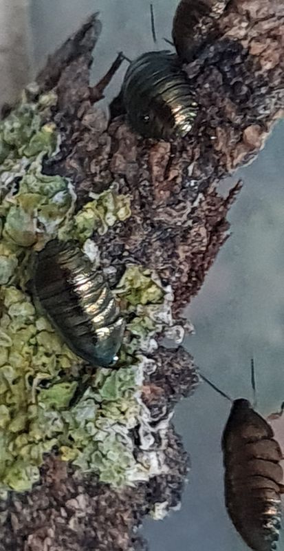 Pseudoglomeris magnifica / Emerald roaches