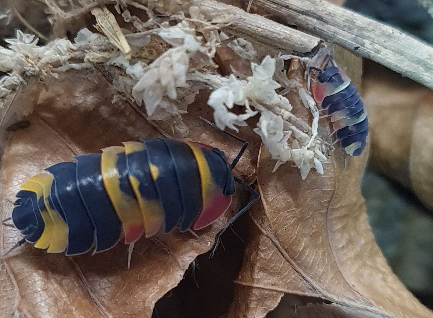 Ardentiella sp tricolor