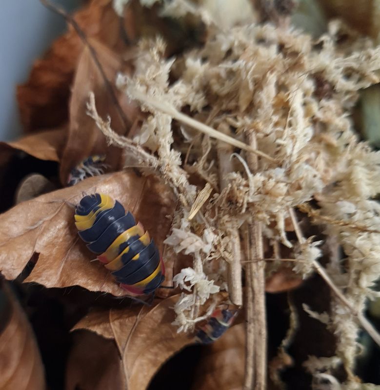 Ardentiella sp tricolor